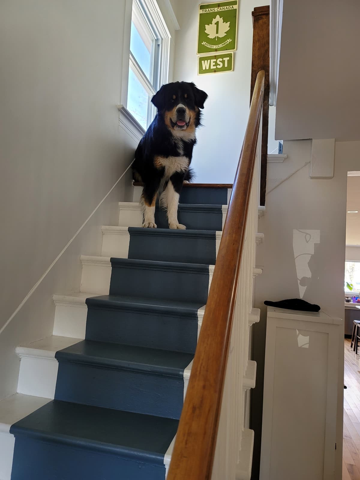 Dog at the top of the stairs - pet-friendly cleaning services